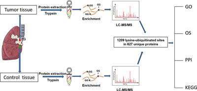 Ubiquitination-mediated molecular pathway alterations in human lung squamous cell carcinomas identified by quantitative ubiquitinomics